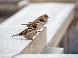 Drei Spatzen sitzen auf einer Betonmauer