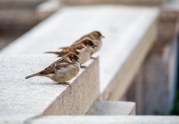 Drei Spatzen sitzen auf einer Mauer